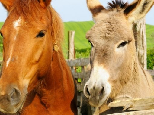 Similarities Do Not Equal Evolution