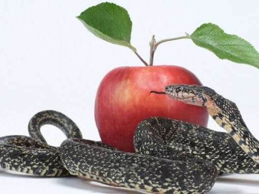 Sin And The Corruption Of God’s Creation