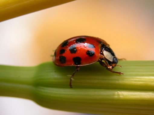 You’re No Lady, Bug