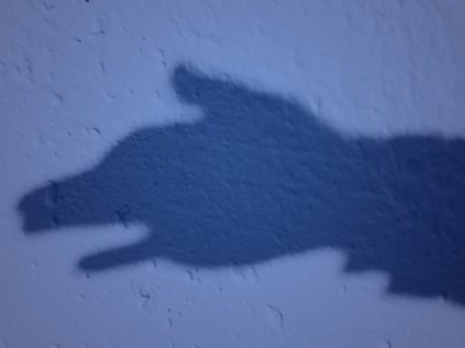 Faithful as a Shadow