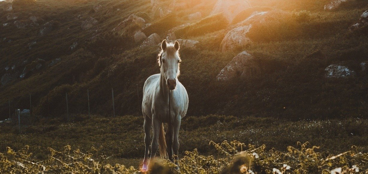 He Who Sits on The White Horse